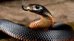 Kousnutí jedovatého hada a pomáhá oběť