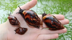 Akhatina šneci než užitečná a jaká škoda člověka