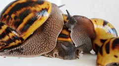 Snails akhatina reprodukce doma, pokládání vajec, péče o potomstvo