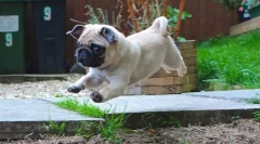 Ups, mops: nejzábavnější fotografie a video