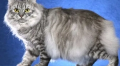 Mustache-pruhovaný: domácí kočky s mourekovou barvou