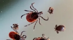 Podmínky pro přežití klíšťat v zimě