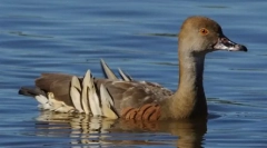 Utone dřevo duck