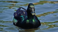 Duck kaiuga