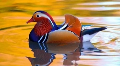 Duck-mandarinka