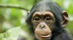 Znají zvířata v zrcadle?