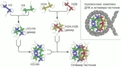 V genomech savců našel stovky dříve neznámých genů