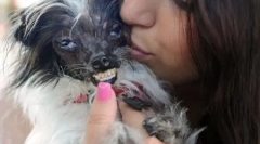 Soutěž mezi nejvíce ošklivé psy se konala v kalifornii (12 fotek)