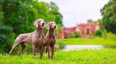 Weimaraner (foto): nejlepší přítel skutečného lovce