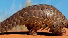 Velkolepý pangolin: šupinaté zvíře
