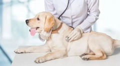 Veterinární inspekce