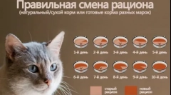 Veterinární (hojení) krmení koček