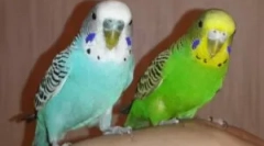 Typy klíšťat v vlnitých papoušcích