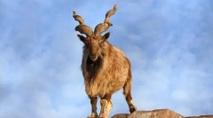 Rolling koza (marchkur)