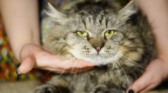 Kočičí virová leukémie