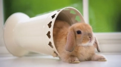 Skládejte trpasličí králíci