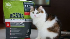 Vitamíny a minerály pro kočku