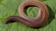 Vnější struktura a životní styl rainworm