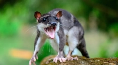 Vodní opossum