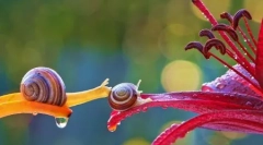 Kouzelný miniaturní svět snails vyacheslav mishchenko (12 fotografií)