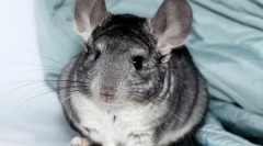 Vše o těhotenství chinchillas, jak jsou narození