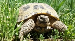 Vše o pozemní želvě