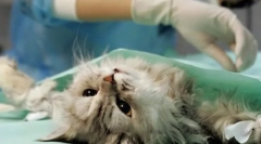 Nejdůležitější o sterilizaci koček