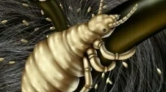 Vši a jejich inkubační období