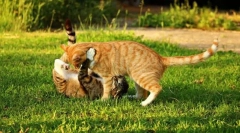 Odjezd do přírody s kočkou