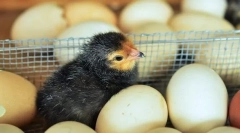 Rostoucí kuřata bez úspěchu