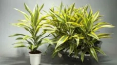 Nemoci a škůdci na drageraci