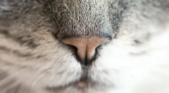 Proč je kočka mokrý nos?