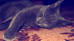 Proč je kočka knírkem