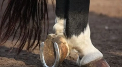 Proč jsou koně podkovy a jak jsou připojeny?