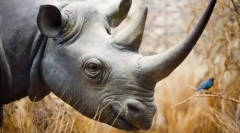 Proč rhinocero rogue?