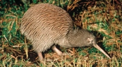 Proč je pták kiwi takový dlouhý zobák?