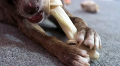 Proč pes potřebuje pátý prst