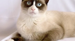 Zámořský belonozha