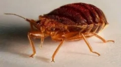 Vůně z bedbugs v bytě