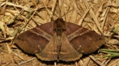 Ochrana kožichů z moli