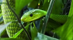 Zelená mamba