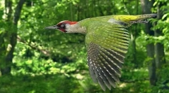Green woodpecker
