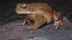 Toad yeah