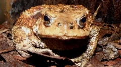 Toad caucasian