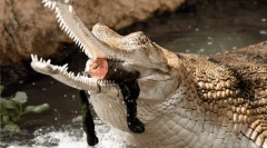 Zvířata, která vypadají nebezpečně, ale ve skutečnosti - neškodné milahi