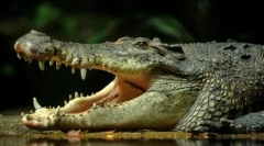 Live fossils: 10 starověká zvířata žijící v naší době