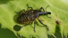 Zhuk weevil: popis, typy a životní styl