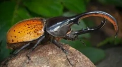 Beetle hercules: popis a životní styl