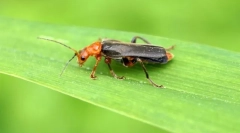 Zdroj pěnové brouk