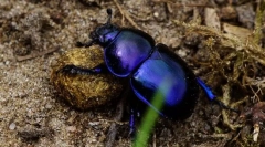 Beetle použité: popis a životní styl
